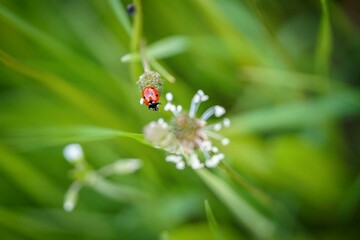 red ladybug on green background