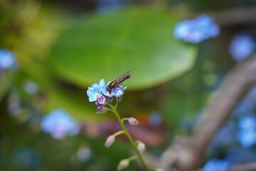 a fly sitting on a blue flower