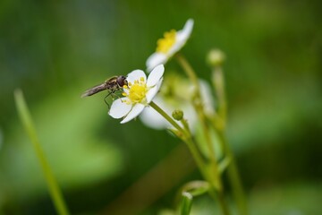 a fly sitting on a white flower