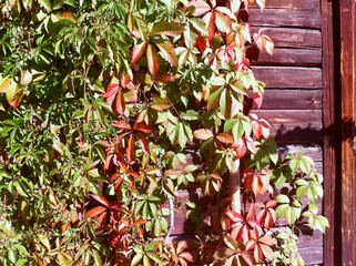 Virginia creeper twigs climbing on a red wooden building wall. - obrazy, fototapety, plakaty