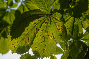 Kastanienblätter. Hintergrund. Sonnenuntergang.