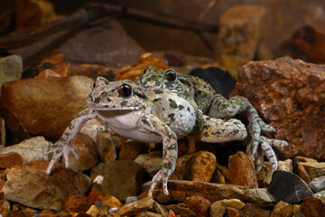 mating of Common parsley frogs // Paarung (axilarer Amplexus) des Westlichen Schlammtauchers (Pelodytes punctatus) - France // Frankreich