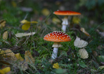 fly mushroom