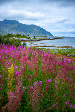 purple flowers by the sea with mighty mountains in the background, northern norway landscape, senja island © Jakub
