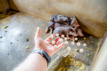Throwing Pearls to Pigs. Classic phrase in a photo. Giving pearls to the pigs. In Selective Focus