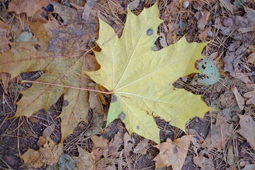 autumn leaves background