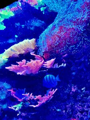 coral reef in aquarium