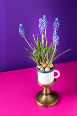 Blue Muscari or grape hyacinthus growing in a white cup over a golden stand on a pink table.
