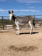 Desert Donkeys