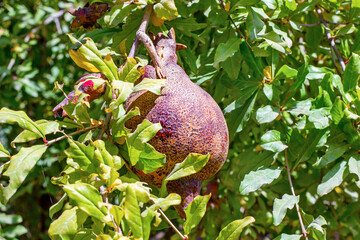 Red pomegranate fruit on the tree in the garden in summer season.