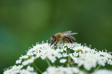 honey bee sitting on a white flower