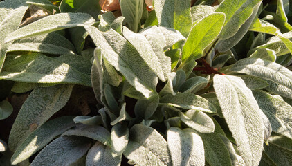 Silver Carpet Lamb's Ear. Long green leaves that are soft and furry looking.