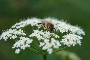 honey bee sitting on a white flower