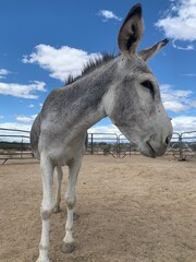 Desert Donkeys