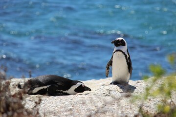 penguin on the rocks