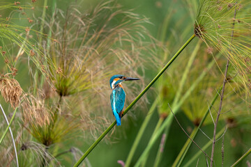 kingfisher on a branch