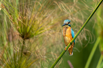 kingfisher on the branch