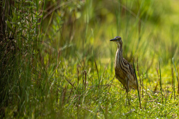 grey heron on the grass