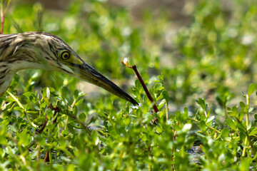 grey heron on the grass