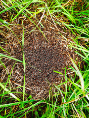 Black ants crawl in their anthill in the forest. Close-up.
