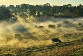 cows graze in the meadow. autumn dawn. the sun's rays break through the fog. nature of Ukraine