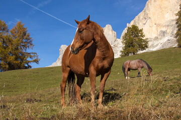 Der Rosengarten in den Dolomiten