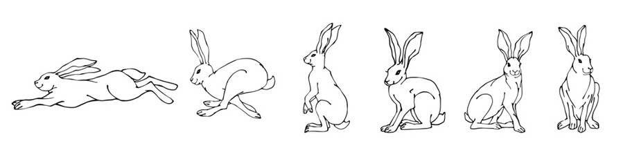 Set of linear sketches of wild forest animals hares, rabbits.Vector graphics.