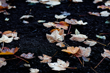 Red and orange autumn leaves background. Outdoor. Colorful backround image of fallen autumn leaves perfect for seasonal use. Space for text