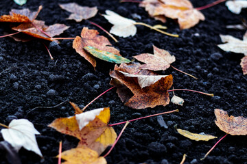 Red and orange autumn leaves background. Outdoor. Colorful backround image of fallen autumn leaves perfect for seasonal use. Space for text