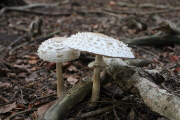 mushrooms in the forest