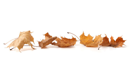 Dry maple tree leaves isolated on white background. Set of brown autumn leaves.