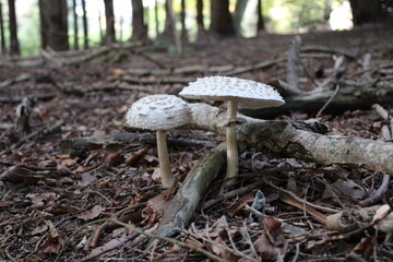 mushrooms in the forest
