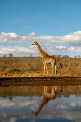 Giraffe reflected in water in South Africa