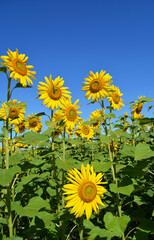 Beautiful yellow sunflower field against the blue sky.