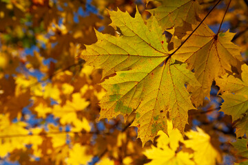 Fototapeta na wymiar autumn maple leaves