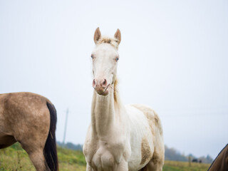 Fototapeta na wymiar a beautiful white albino horse grazes in a pasture in the early morning mist, an albino horse eats grass