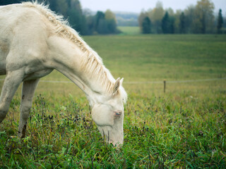 a beautiful white albino horse grazes in a pasture in the early morning mist, an albino horse eats grass