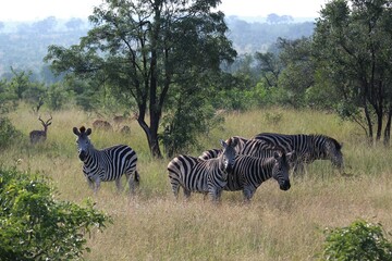 Fototapeta na wymiar herd of zebras in the savannah