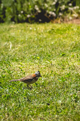 Little bird in the green grass in a sunny day