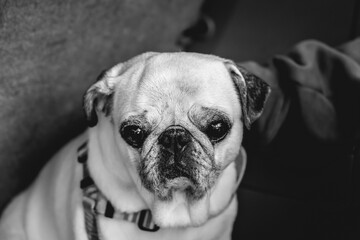 Portrait of a serious pug dog (in black and white)