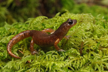 Closeup on an adult Southern Oregon Ensatina eschscholtzii salamander sitting on green moss