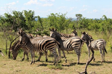 Fototapeta na wymiar herd of zebras looking at the camera
