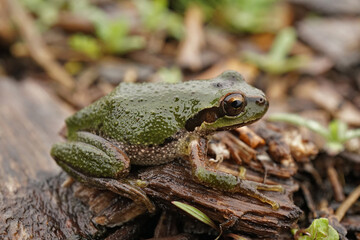 Closeup on a green Pacific treefrog, Pseudacris regilla in rainy clouded weather