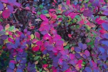 Obraz na płótnie Canvas Colorful flower branches, autumn, spring