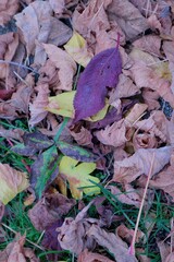 autumn leaves on the ground