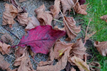 autumn leaves on the ground