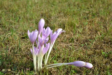 crocuses in spring