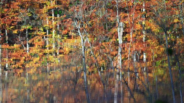 Reflection of the Autumn leaves and branches in calm water. 4k, Close up view. Forest of breathtaking Autumn colors at Yedigoller National Park in Bolu, Turkey
