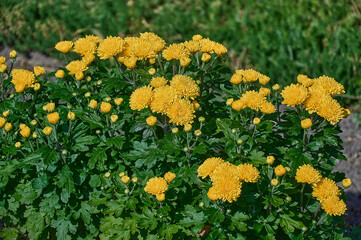 Fresh bright yellow chrysanthemums on a blurry background.