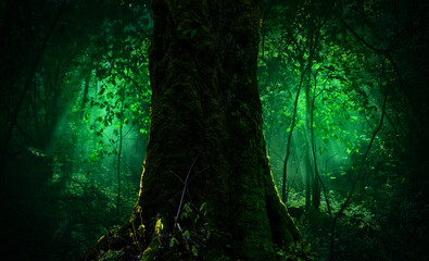 Big mossy tree and shining sun rays in shady forest, semitransparent hazy light, translucent leaves. 